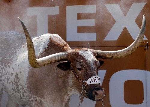 Legendary Texas Longhorns Mascot Bevo XIV Retires After Cancer Diagnosis