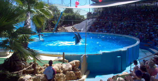 California agency to eye bigger whale tanks at SeaWorld