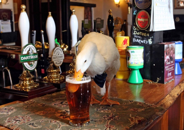 Star the duck enjoys a pint at his local