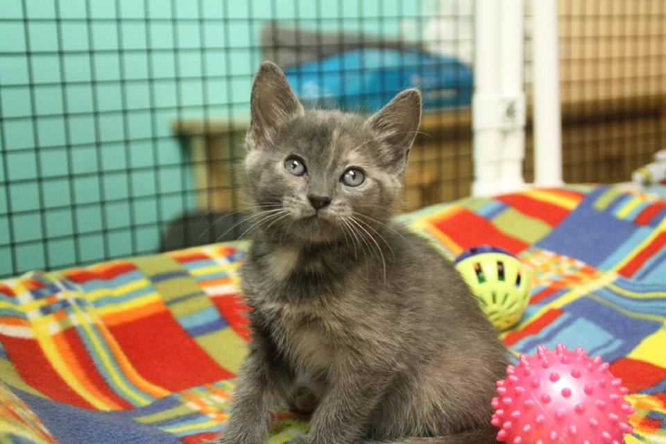 Bubbles is an 8-week-old female kitten looking for a home.
Courtesy Fayetteville Animal Shelter