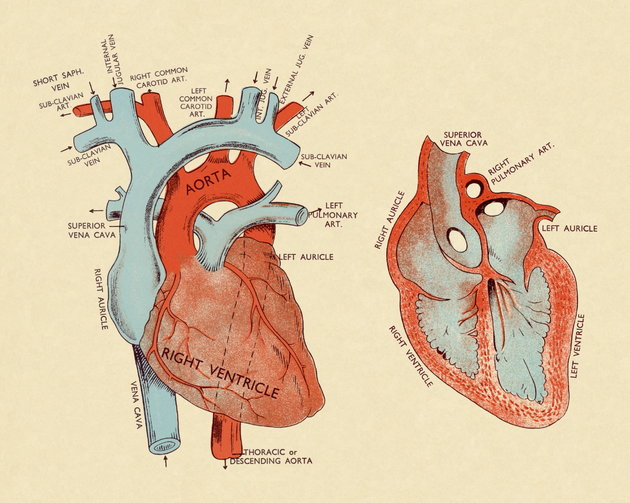 Diagram of Heart