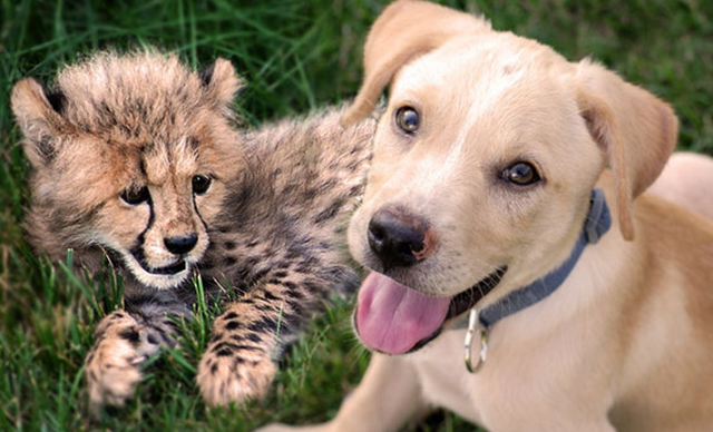 Cheetah and Labrador make perfect pair