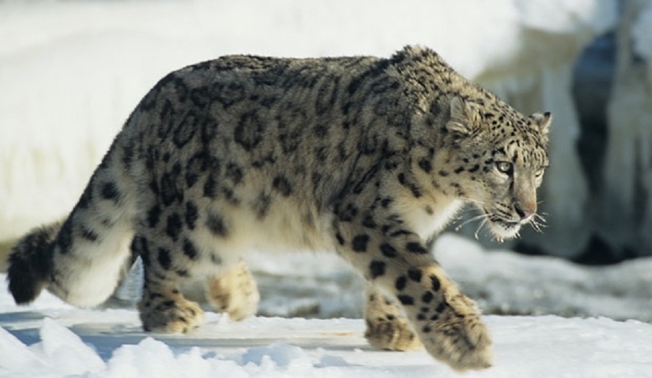 Snow Leopard