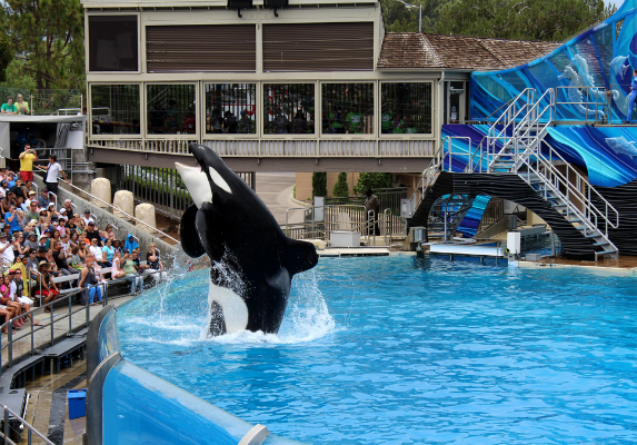 California Bans Captive Breeding of Killer Whales at SeaWorld