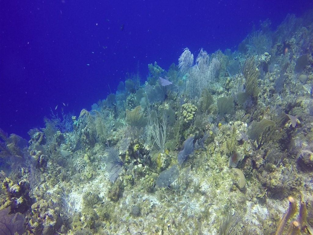 Coral reefs worldwide are in danger of succumbing to bleaching