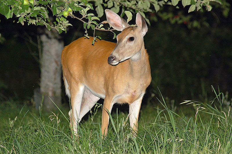 Federal judge approves night-time tribal deer hunt