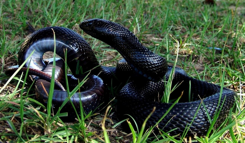 Black pinesnake