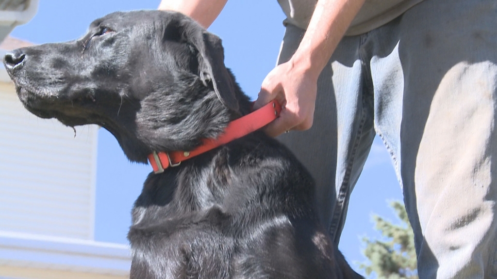 There are new leads in the shootings of four animals in Stutsman County. The Sheriff