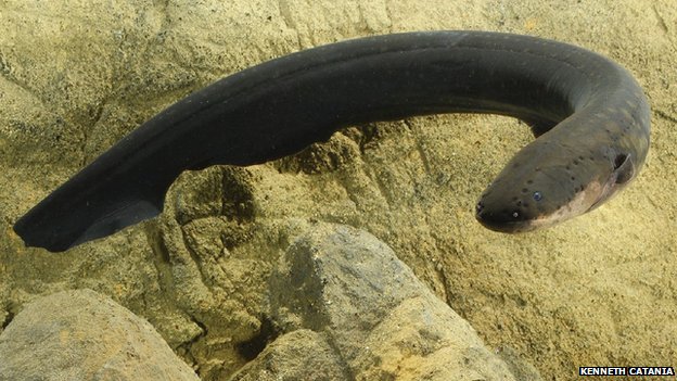 Electric Eels