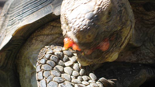 Sonoran Desert Tortoise No Longer on Endangered Species List