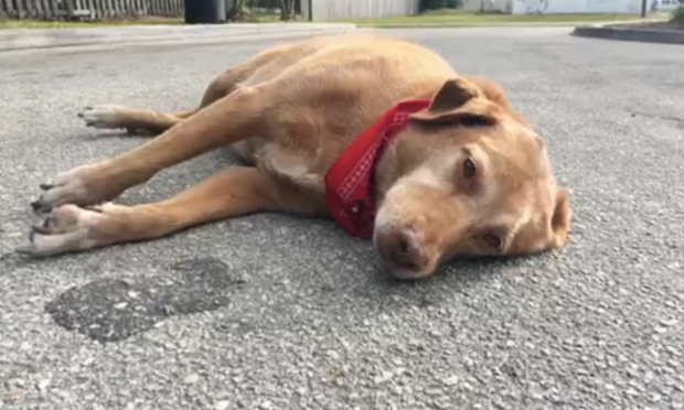 Dog Refuses To Leave His Owner's Side After Tragic Accident