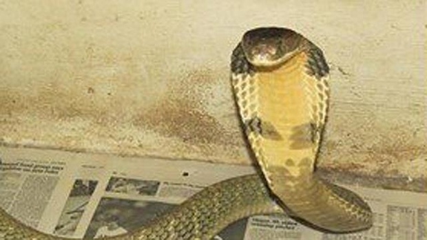 King cobra goes missing in Florida