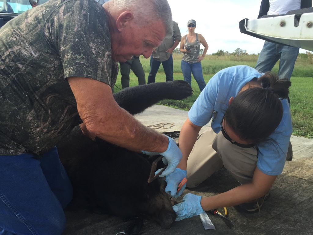 Carmen Flescher watches state wildlife officials evaluate the 524 pound bear she helped hunt on private land in Collier County this Saturday