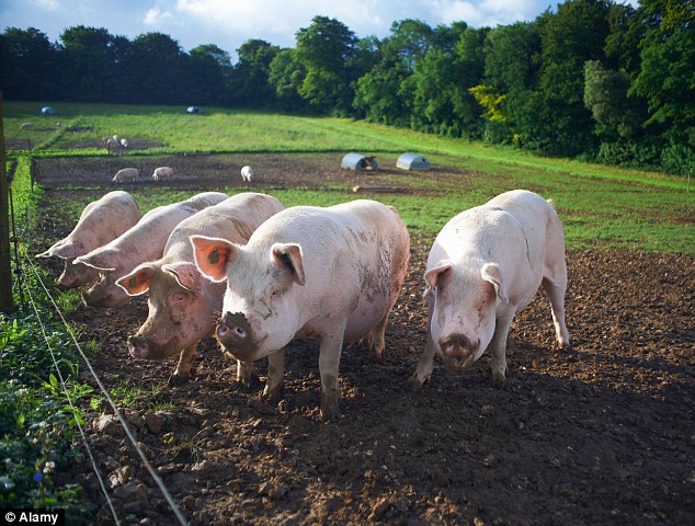 Scientist believe they are a step closer to creating designer pigs with hearts livers and kidneys suitable to be transplanted into desperately ill people