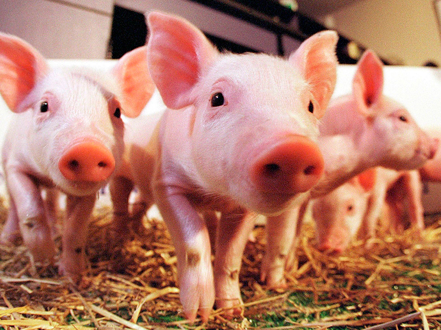 Pig-organs-may-be-useful-for-humans