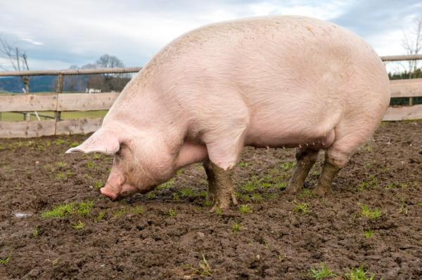 Gene editing could pave way for pig organ transplants U.S. study