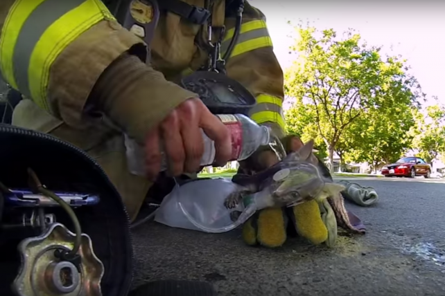 GoPro wants to find more audience-grabbing videos shot with its cameras like'Fireman Saves Kitten