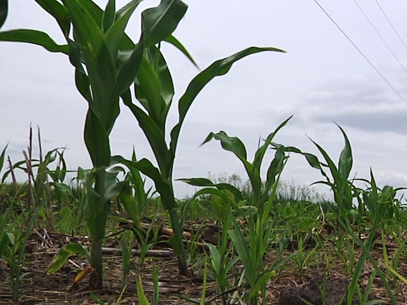 Record South Dakota Soybean Crop Expected Corn Yield Up