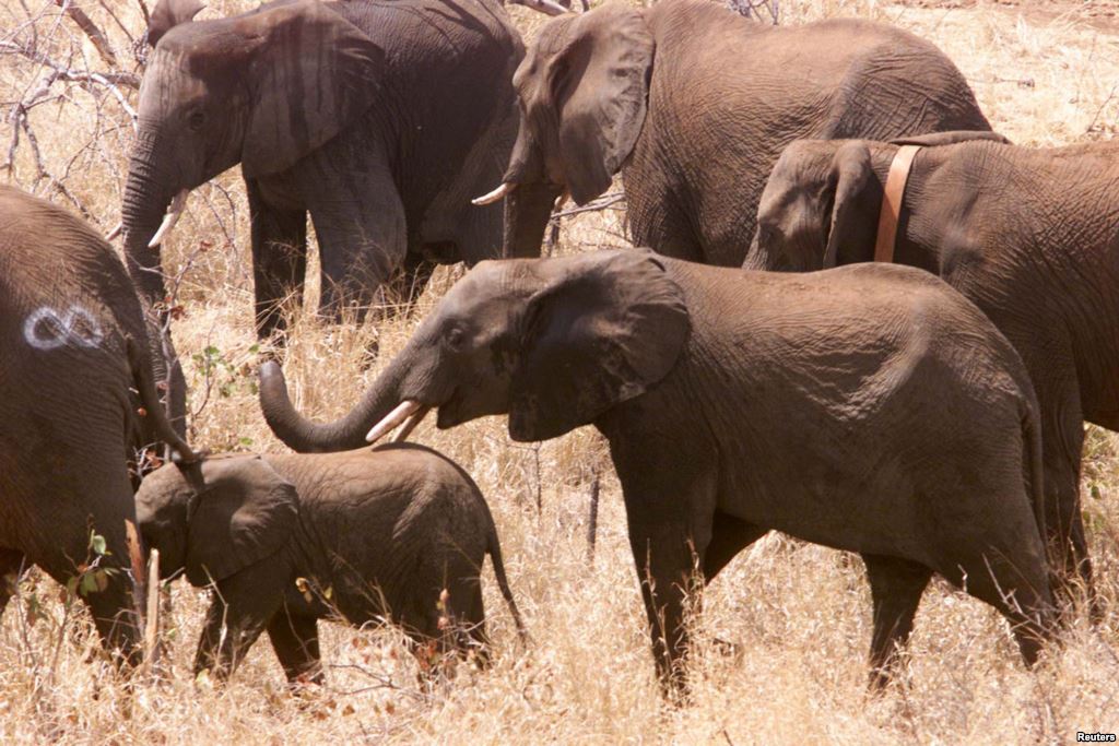 FILE- Some of the first 40 elephant wander round in the bush after being released into newly-named Great Limpopo Transfrontier Park in Gaza Mozambique