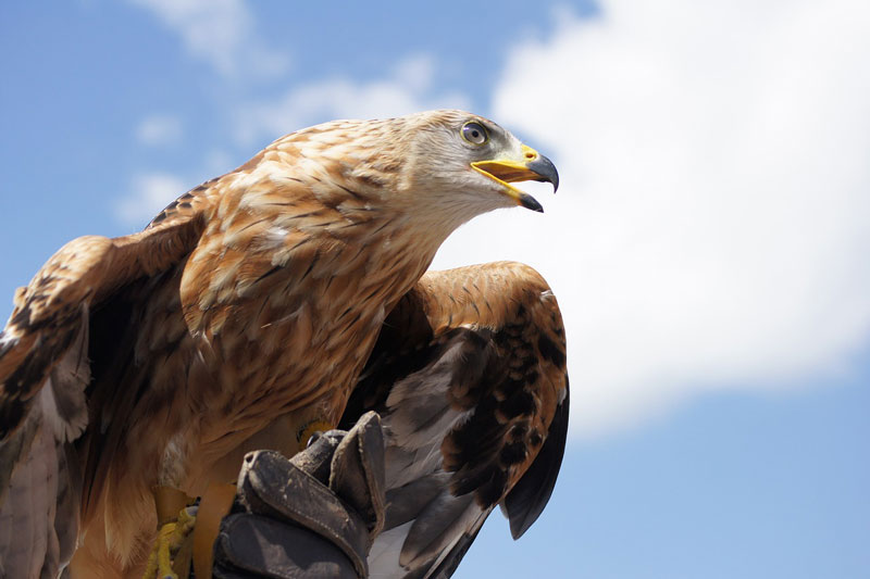 New study finds out that land birds might have originated from a hawk-like modern ancestor