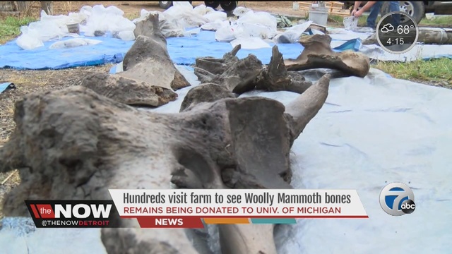 Hundreds visit Michigan farm to see wooly mammoth bones.                      WXYZ