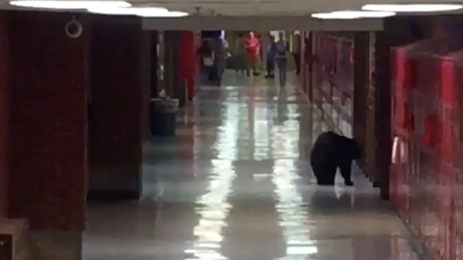 Bear-school