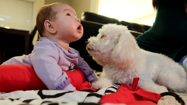 It's fine to let infants play with the dog and it may help to protect children from developing asthma researchers say