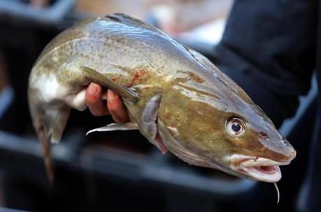 A cod caught on fisherman Al Cottone's boat