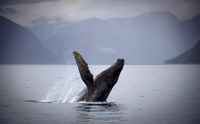 The poop of ancient giants played a vital role in our ecosystem a new study has concluded