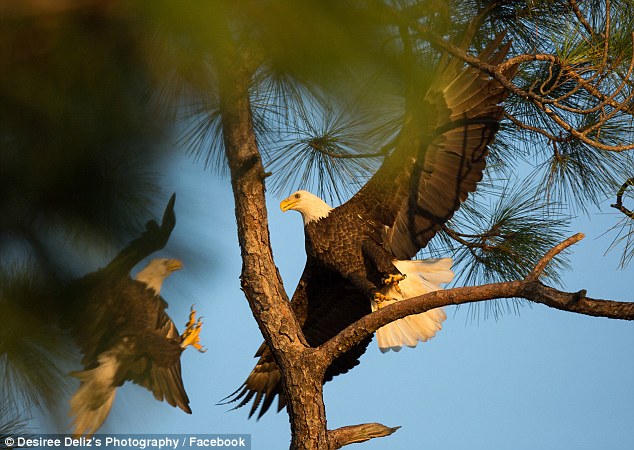 Love rival Ozzie the bald eagle can be seen fending off FV his rival in love, in early September