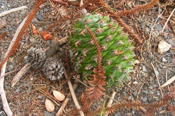 $5 Million Lawsuit After Giant Fisherman's Wharf Area Pine Cone Crushes Man's