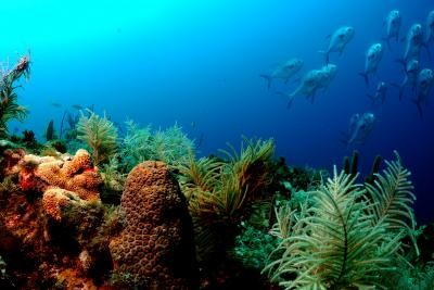 Researchers Predict Major Reductions in Seafloor Marine Life From Climate Change by 2100