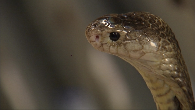 Orlando cobra found hiding under a dryer