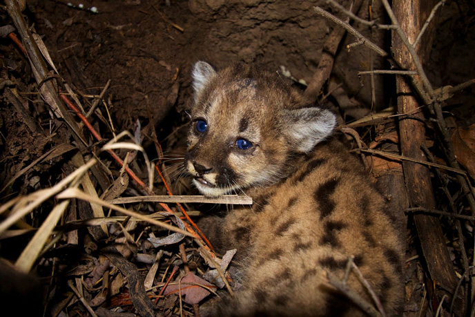 Mountain lions found dead in Santa Monica Mountains