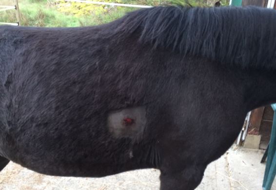 Pony wounded by arrow