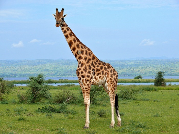 Modern Giraffe