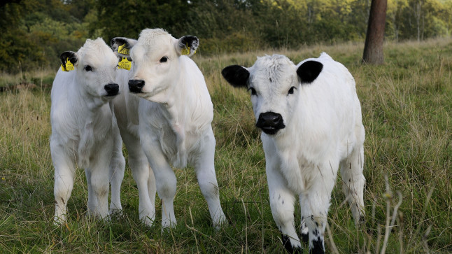 BSE case diagnosed in Wales