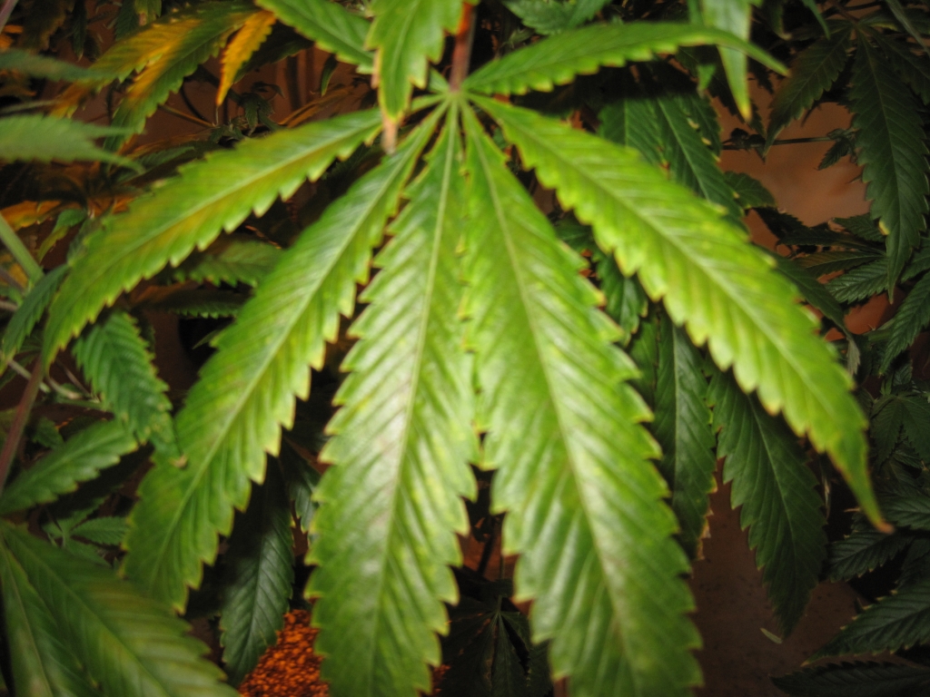 Marijuana grows legally inside Oaksterdam University