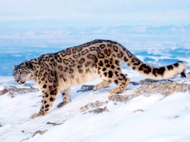 A fifth of the snow leopard population has vanished in the past 16 years due to habitat loss poaching and conflict with communities