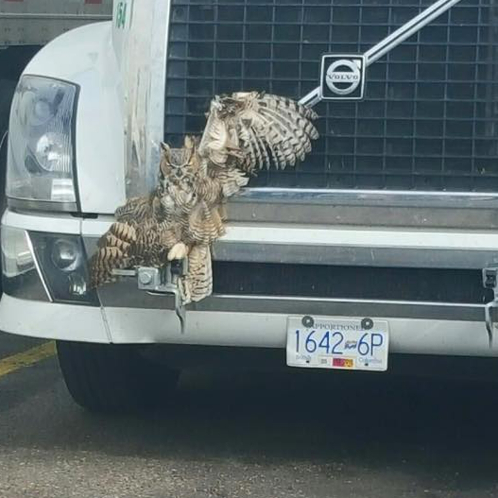 A great horned owl became stuck in a grille after colliding with a semitrailer on a freeway in Utah on Satuday Oct. 24 2015