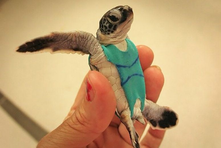 Sea turtles don swimsuits for science