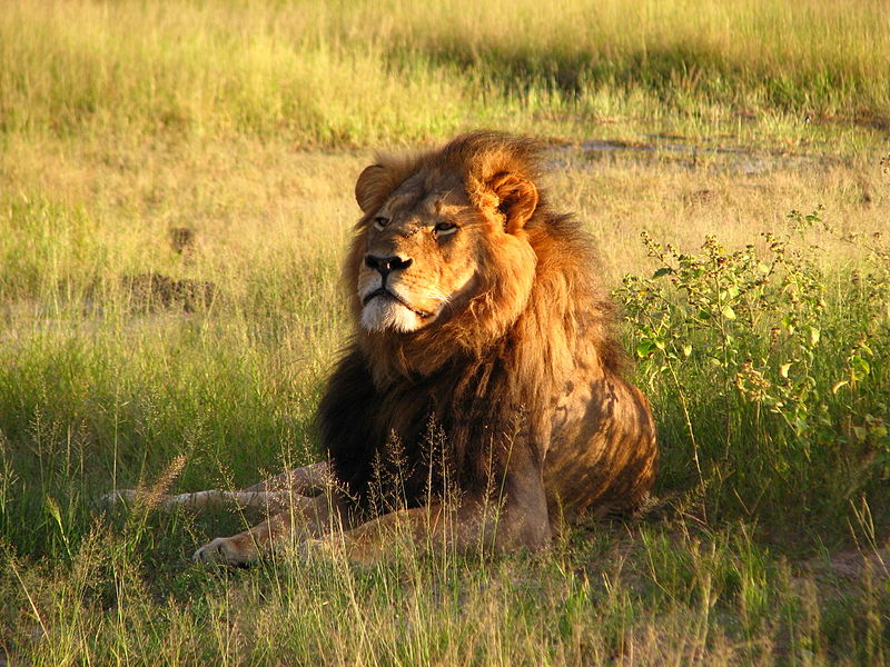 Cecil the Lion at the Hwange National Park Zimbabwe in 2010