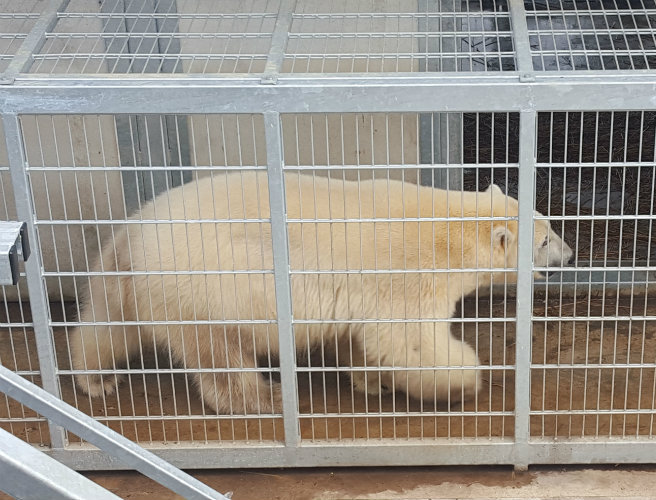 Migrants at Calais get a surprise when they sneak into a lorry carrying a polar bear