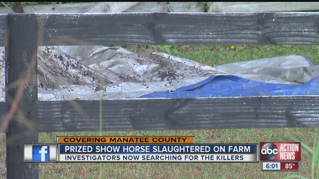 Prized horse in Manatee County slaughtered                      WFTS