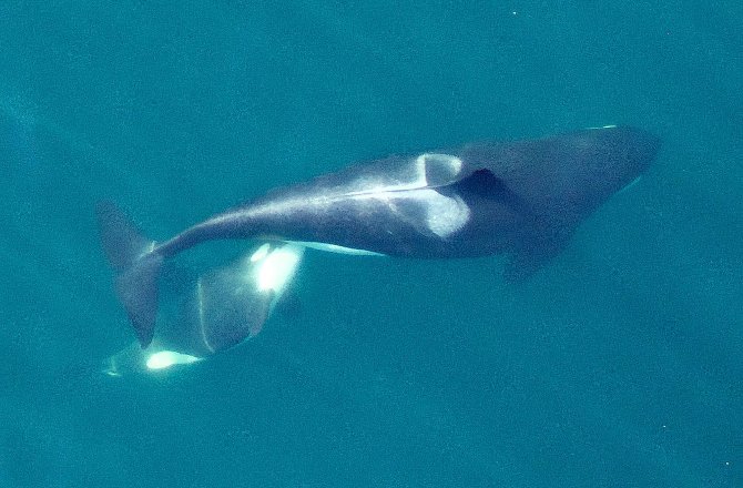 An adult female Southern Resident killer whale nursing her calf. Lactation is energetically costly for these whales and future