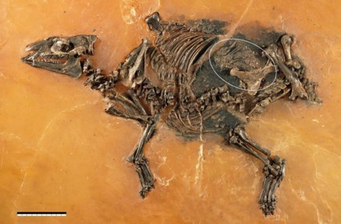 Researchers examine 48-million-year-old horse-like fetus that died just before birth