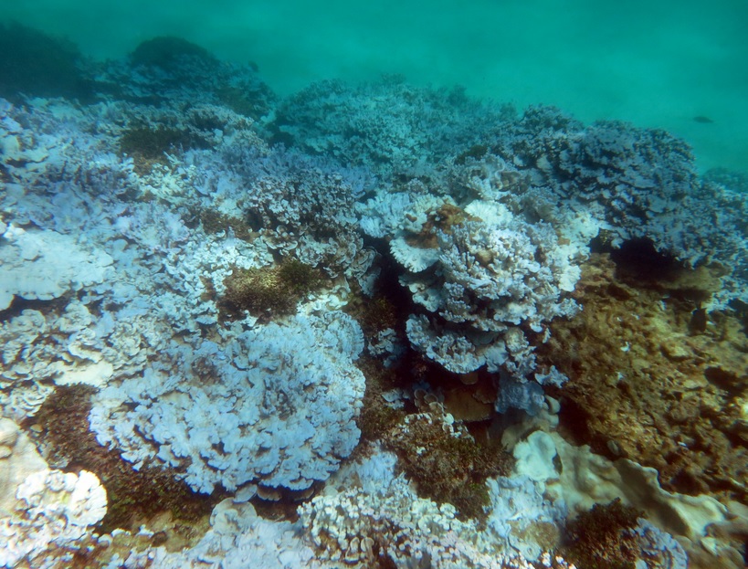 Extensive stand of severely bleached coral at Lisianski Island in Papahanaumokuakea Marine National Monument documented during an August 2014 NOAA research mission