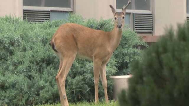 Deer-vehicle accidents on the rise in Kansas