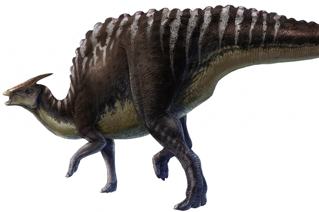 Saurolophus angustirostris