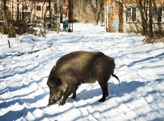 This image is from the Chernobyl page on Wikispace and under a Creative Commons Attribution Share Alike 3.0 License